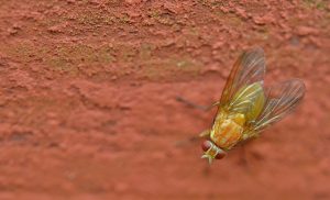 jak se vypořádat s midges v bytě