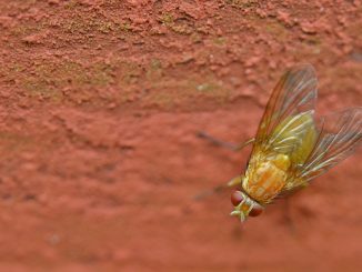 Bir apartman dairesinde midges ile nasıl başa çıkılacağı