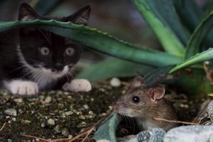 как да се отървем от мишките в страната завинаги