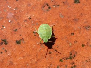 Saan nagmula ang bed bug