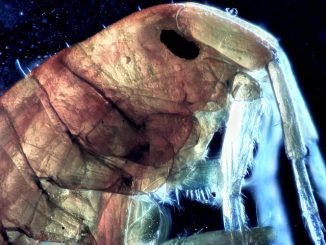 what is the difference between lice and fleas