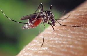 how many mosquitoes live after a human bite