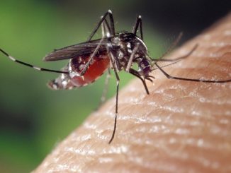 koliko komaraca živi nakon ljudskog ujeda