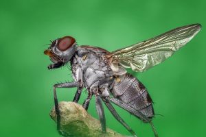 ¿Cuánto tiempo vive una mosca común?