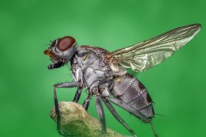 how long does an ordinary fly live