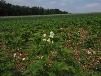 die aardappelen in de grond eet