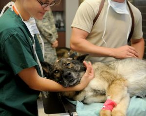 hvordan bringe lopper i en hund