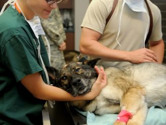 hvordan man bringer lopper i en hund