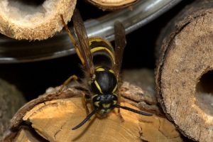 wie man Wespen in einem Holzhaus loswird