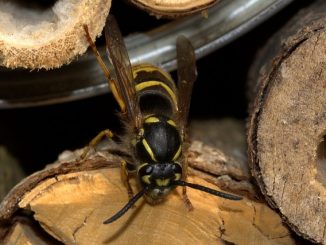 wie man Wespen in einem Holzhaus loswird