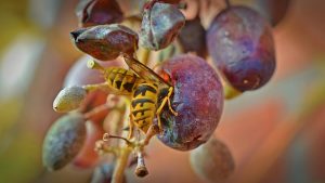 hur man sparar druvor från bin och getingar
