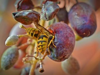 how to save grapes from bees and wasps