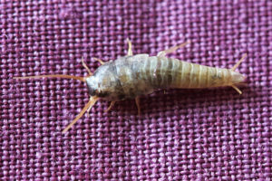 Bir apartmanda silverfish kurtulmak için nasıl