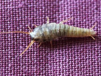 how to get rid of silverfish in an apartment