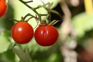 whitefly na rajčatech ve skleníku, jak se zbavit