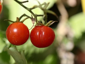 whitefly på tomater i et drivhus hvordan bli kvitt