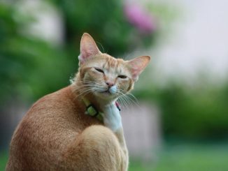 als eine Katze Flöhe bringen kann