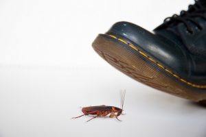 De quoi ont peur les cafards dans l'appartement?