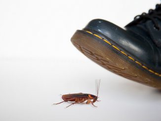 de quoi ont peur les cafards dans l'appartement