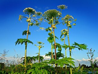 كيفية التعامل مع hogweed