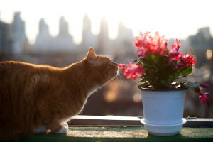 vola in un vaso di fiori come sbarazzarsi