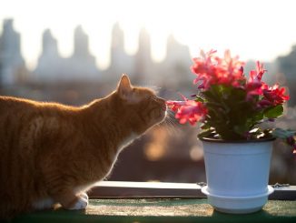 vliegt in een bloempot hoe zich te ontdoen