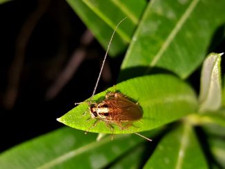 why do cockroaches appear in the apartment