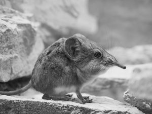 Spitzmaus oder Maulwurf, wie man bestimmt