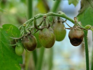 late blight on tomatoes how to fight folk remedies