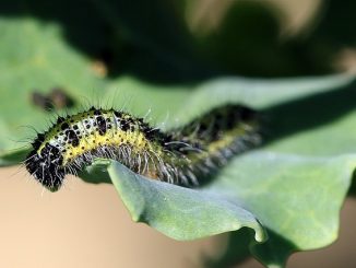 hvordan du skal takle larvene på kål