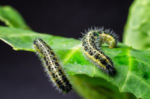 how to process cabbage from caterpillars and slugs