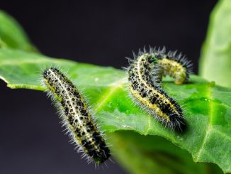 how to process cabbage from caterpillars and slugs