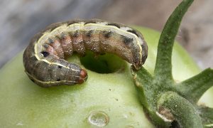 Raupen auf Tomaten in einem Gewächshaus, wie man kämpft