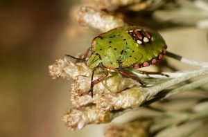 hvordan man hurtigt bringer bugs derhjemme