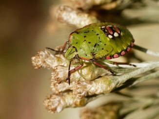 hoe bugs snel thuis te brengen