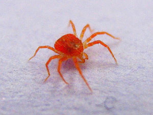 what to do if a tick bit a child