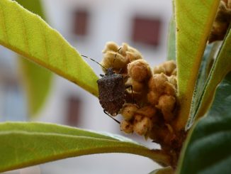 where does the bed bug come from