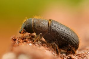 how to get rid of bark beetles in a wooden house