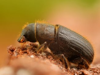 how to get rid of bark beetles in a wooden house