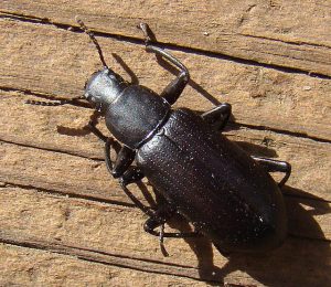 Käfer Borkenkäfer im Haus, wie man los wird