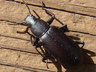 Käfer Borkenkäfer im Haus, wie man los wird