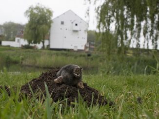 moll repeller vilket är bättre