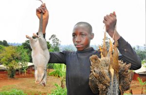 how to get rid of rats in the chicken coop