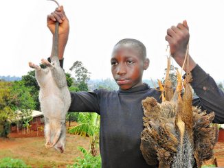 how to get rid of rats in the chicken coop