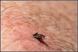 Lyme-Borreliose was ist das?