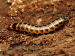 böcek larva kurtulmak için nasıl