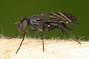 løk fly hvordan du skal takle det