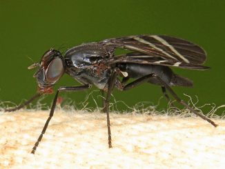 Zwiebel fliegen, wie man damit umgeht