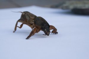 wie man mit Bären im Garten umgeht