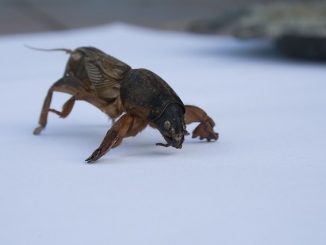 wie man mit Bären im Garten umgeht